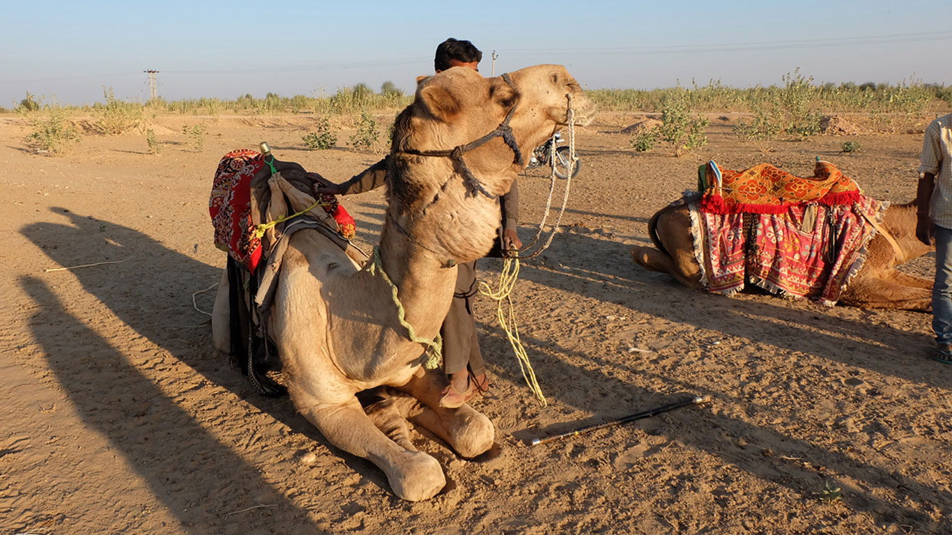 Overnight camel safari Jaisalmer
